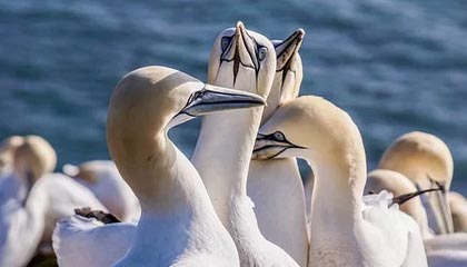 爱游戏体育_ F1赛车手们的巅峰对决即将到来，f1赛车游戏2016视频