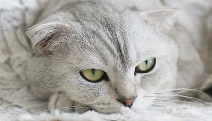 巴黎圣日耳曼1-0小胜尼斯，内马尔关键进球锁定胜利