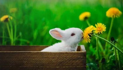 尤文图斯1-0小胜博洛尼亚，基耶萨的进球确保胜利